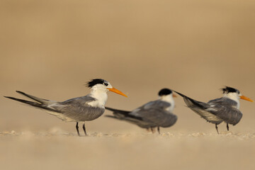 Lesser Crested Terns perched on ground at tubli, Bahrain