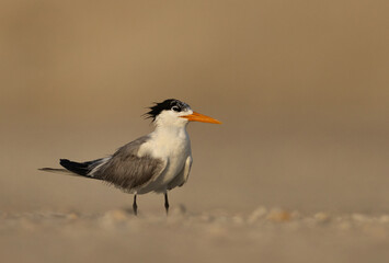 Portrait of Lesser Crested Tern at tubli bay, Bahrain