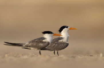 Selective focus on Lesser Crested Tern perched on ground at tubli, Bahrain