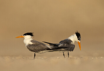 A pair of Lesser Crested Tern perched on ground at tubli, Bahrain