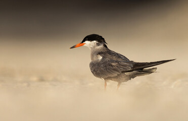 Portrait of White-cheeked Tern perched on the ground at Tubli, Bahrain