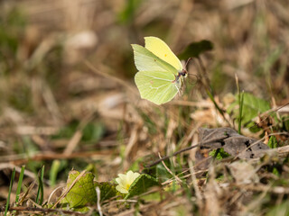 Male Brimstone Flying over Primroses