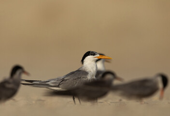 Selective focus on Lesser Crested Tern in between white-cheeked terns perched on ground at tubli, Bahrain