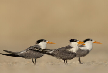 Lesser Crested Terns perched on ground at tubli, Bahrain