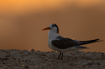 A backlit image of Lesser Crested Tern at tubli bay in the morning hours