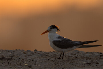 A backlit image of Lesser Crested Tern at tubli in the morning