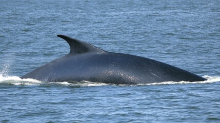 Fototapeta premium A Fin Whale's Majestic Dorsal Fin Gliding Through the Ocean