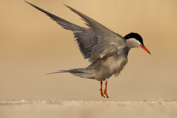 White-cheeked Tern flapping its wings while preening at Tubli, Bahrain