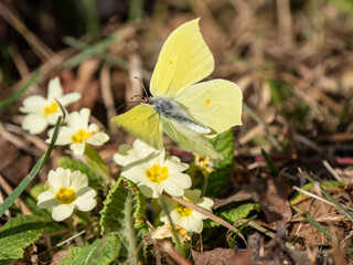 Male Brimstone Flying over Primroses
