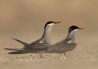 Courtship dance of White-cheeked Terns at Tubli bay, Bahrain