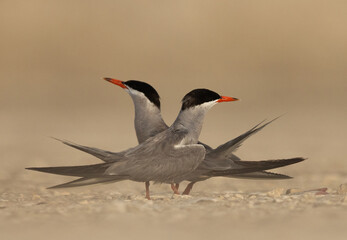 Courtship dance of White-cheeked Terns at Tubli, Bahrain