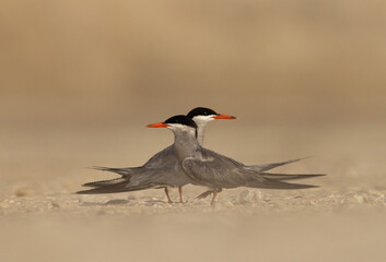 A pair of White-cheeked tern Courtship dance