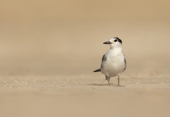 A portrait of a White-cheeked Tern at Tubli bay, Bahrain