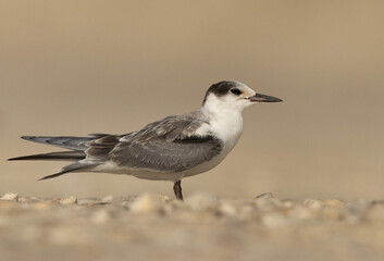 Portrait of a White-cheeked Tern at Tubli bay, Bahrain