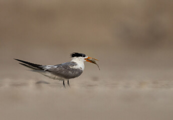 Lesser Crested Tern with a fish catch at tubli, Bahrain