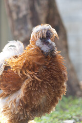 Silkie is a breed of chicken named for its atypically fluffy plumage.also known as the Silky or Chinese silk chicken