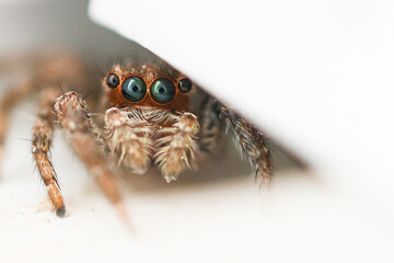 Brown house jumping spider hiding in the house. Jumping spider hunting for prey staring at the...