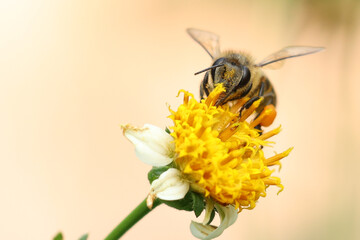 Worker bees are searching for nectar in wild flowers makes the pollen of flowers stick to the body. and helps in pollinating