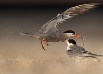 White-cheeked Tern with a fish to feed its chick at Tubli coast, Bahrain .