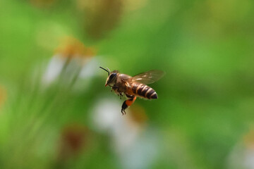 bee collecting pollen. Worker bees are searching for nectar in wild flowers makes the pollen of flowers stick to the body. and helps in pollinating