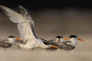 Lesser Crested Tern flapping its wings while preening at tubli, Bahrain