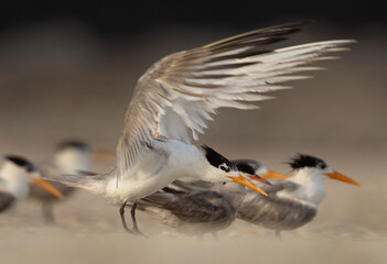 Lesser Crested Tern flapping its wings while preening at tubli, Bahrain