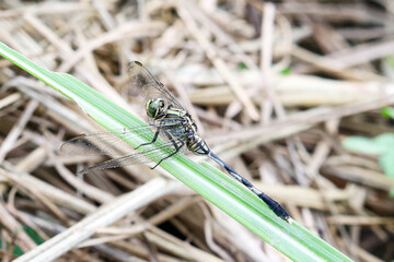 Dragonflies are winged insects that feed on other insects. Orthetrum sabina , slender skimmer or green marsh hawk is a species of dragonfly.