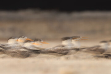 A panning blur image of Lesser Crested Terns perched on ground at tubli, Bahrain