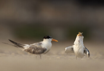 A juvenile Lesser Crested Tern trying to swallow fish at tubli, Bahrain