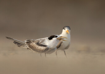 A juvenile Lesser Crested Tern with fish perched on ground at tubli, Bahrain