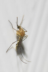 Aedes or tiger mosquito. They are carriers of parasites that cause many serious epidemics include dengue fever, yellow fever, Elephantiasis, Zika fever , chikungunya disease