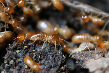 Termites are small insects that live in underground nests and termite mounds. Termites can consume wooden structures of a house and other parts such as wooden floors, windows, doors, and furniture.