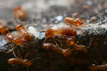 Termites are small insects that live in underground nests and termite mounds. Termites can consume wooden structures of a house and other parts such as wooden floors, windows, doors, and furniture.