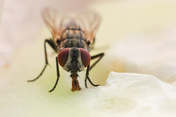 Fly or housefly looking for food. Flies are carriers of various diseases such as food poisoning, dysentery, cholera.