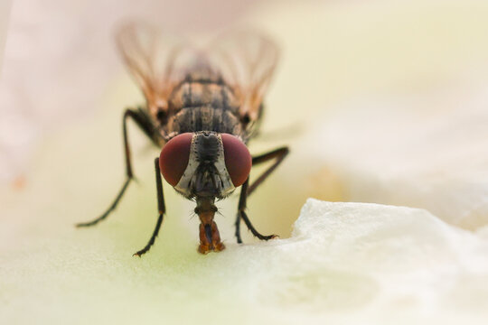 Fly or housefly looking for food. Flies are carriers of various diseases such as food poisoning, dysentery, cholera.