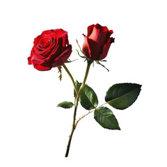 red rose isolated on white