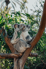 koala © Matheus Neumann