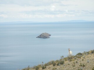Llama gazing into the distance