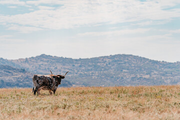 Longhorn cow, walking and roaming in the field, looking off into the distance