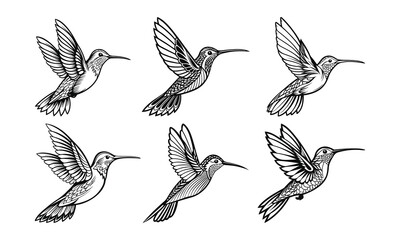 Set of silhouettes of hummingbird vector illustration, detailed vector, black and white, monochrome design, minimalist design, isolated on a white background