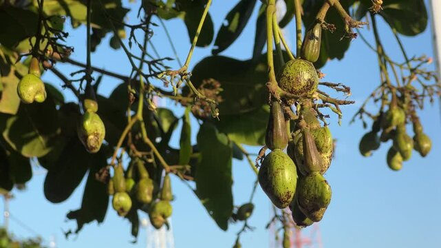 Young cashew fruit on the tree
