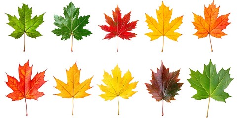 Autumn Maple Leaves Collection: A vibrant collection of maple leaves showcasing the spectrum of autumn colors—from deep reds and oranges to vibrant yellows and greens.