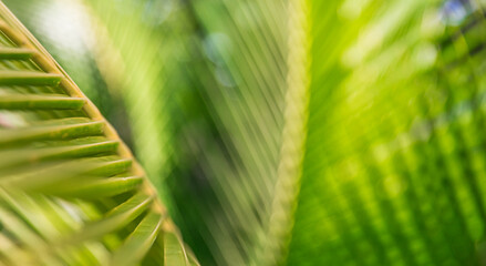 Inspire relaxing nature closeup tropical palm leaf and shadows, exotic abstract natural green lush...
