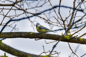 blue tit on branch