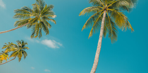 Green palm trees against blue sky and white clouds. Tropical jungle forest with bright blue sky, panoramic nature banner. Idyllic natural landscape, looking up, low point of view. Summer traveling
