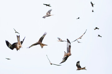 A flock of red kites flying high in the Welsh countryside.