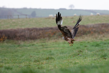 Fototapeta premium A red kite flies low in a grassy field looking for prey.