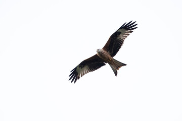 Fototapeta premium A majestic large red kite glides in the skies above Wales.
