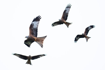 A flock of red kites flying high in the Welsh countryside.