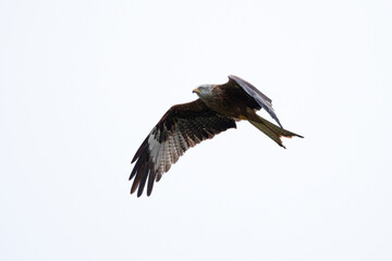 A majestic large red kite glides in the skies above Wales.